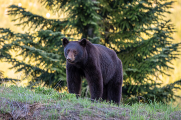 A young black bear in Whistler, BC, Canada