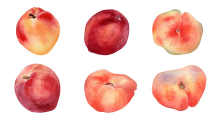 Watercolor set of fresh various peaches isolated on white. Hand drawn illustration ripe fruits nectarine, fig peaches. Whole peaches painted. Design element for package, label and other project