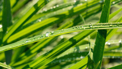 Beautiful, clean drops of fresh morning dew in a macro on a long leaf of green grass. Summer in nature. Artistic depiction of a clean environment. Bokeh. Glare of the sun.