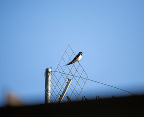 Barn swallow bird sitting on an outdoor antenna on a summer day against blue sky.