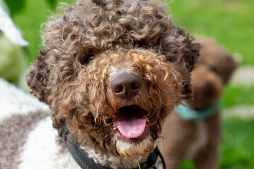 Cute dogs face outdoors, lagotto romagnolo dog, focus point on the nose.