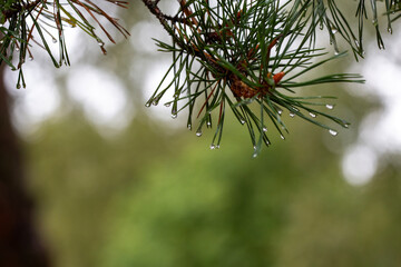 Water droplets on a pine tree branches on an autumn day. - 709519492