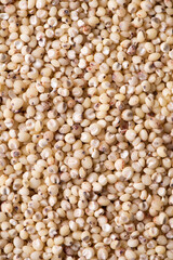 Sorghum seeds texture background. Whole seeds of Sorghum Moench