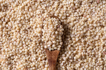 Sorghum seeds in wooden spoon closeup. Whole seeds of Sorghum Moench