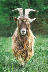 A goat with big horns - 709521812