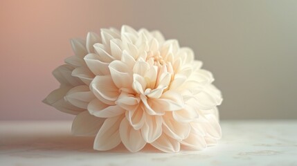  a large white flower sitting on top of a white counter top next to a pink and white wall behind it.