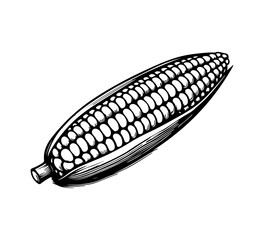 Corn hand drawn vector graphic asset vector