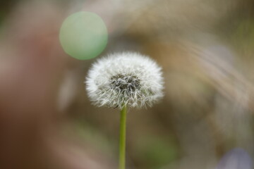 A close-up shot of the dandelion