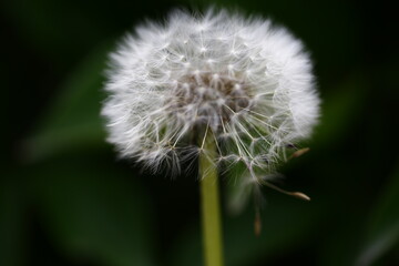 A close-up shot of the dandelion