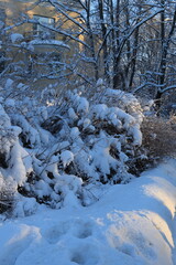 Bushes and trees after heavy snowfall on a sunny day vertical orientation
