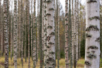 Birch forest in Finland on an autumn day. - 709525853