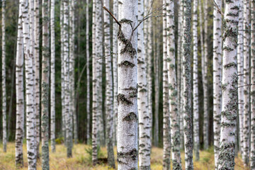 Birch forest in Finland on an autumn day. - 709525870