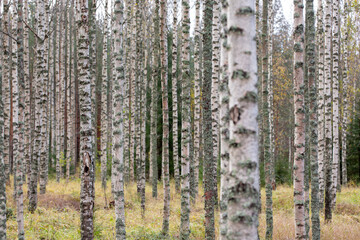 Birch forest in Finland on an autumn day. - 709526036