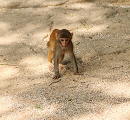 Fototapeta premium animals monkeys feed on the ground.