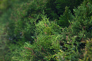 Decorative juniper bushes in the garden. Close-up. Space for text. Background.