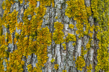 Green moss on a tree trunk. Nature and landscape. Background. Space for text. Close-up.