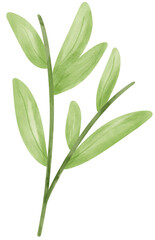 Obraz premium Bamboo leave watercolor