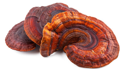 reishi mushroom, Ganoderma lucidum isolated on white or transparent png background