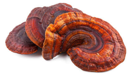 reishi mushroom, Ganoderma lucidum isolated on white or transparent png background