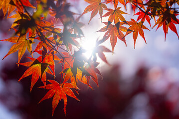 Close-up colorful nature calm autumn golden foliage on tree in autumnal fall park forest woods bright sunbeams sunlight breaks through leaves sunset or dawn nice sunny weather