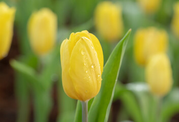 Close-up of yellow tulip flowers with droplets on the patal is blooming in the garden with soft morning sunlight on a blurred background.