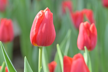 Close-up of red tulip flowers blooming in the garden with soft morning sunlight on a blurred background.
