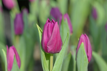 Close-up of purple tulip flowers blooming in the garden with soft morning sunlight on a blurred background.