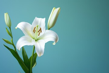 Close up of white lily on teal backdrop with bokeh and gentle blur