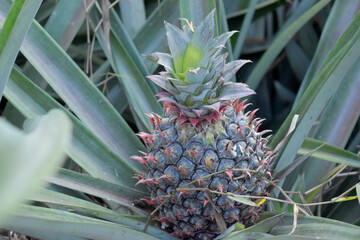 Obraz premium Background Tropical fruit in the garden. Pineapple in the garden