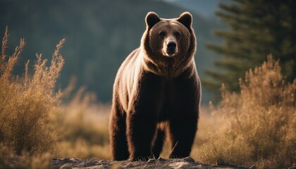 Grizzly bear wallpaper - obrazy, fototapety, plakaty