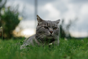 A domestic adorable cat laying in green grass on a warm summer evening and watching me.