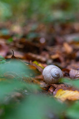 A macro shot of an empty shell or snail house on the dirty ground in the middle of leafs in the forest.