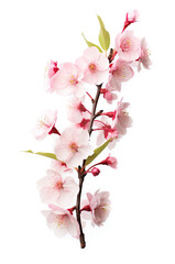 Obraz premium Peach blossom isolated on transparent background. PNG