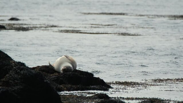 Seal Sleeping On The Rock In The Coastline Of Ytri Tunga Beach In Snaefellsnes Peninsula, Iceland. - handheld shot