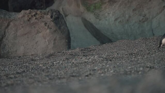 Fiordland Crested Penguin Walking On Pebbled Shore On Monro Beach During Sunset In New Zealand. Static Shot