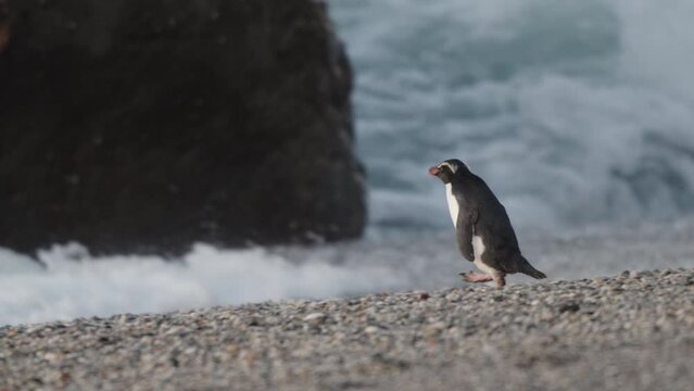 Fiordland Penguin Or Tawaki Walking At Monro Beach With Crashing Waves On New Zealand West Coast. slow motion, tracking shot
