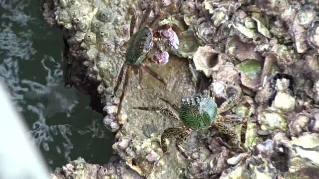 Two Striped Shore Crabs (Grapsus albolineatus, Grapsidae) fighting over territory. The defeated crab leaves.