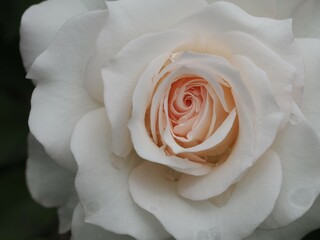 白いバラ　真珠貝