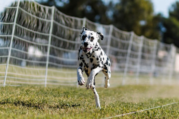happy spotted Dalmatian dog running lure course dog sport