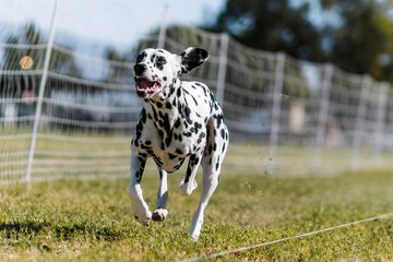 happy spotted Dalmatian dog running lure course dog sport
