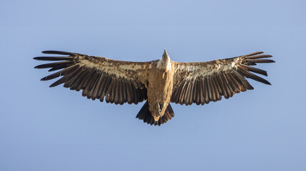 soaring vulture with wings outstretched in full flight
