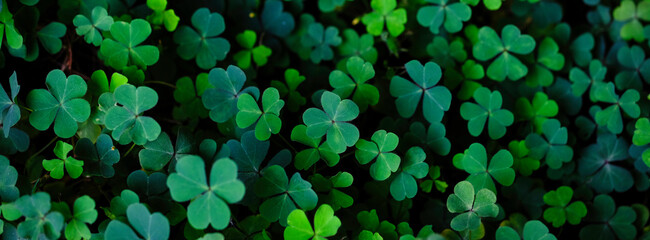 Clover Leaves for Green background with three-leaved shamrocks. st patrick's day background, holiday symbol, Earth Day	