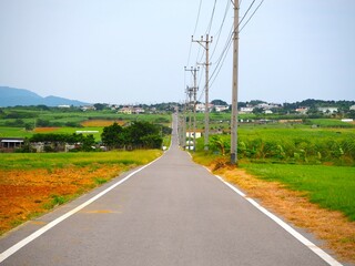 Sugar Road, across an idyllic landscape of cattle pastures and sugarcane fields