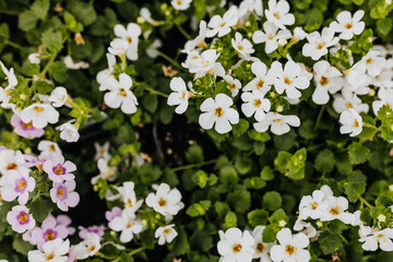Overhead close up of small white and pink flowers at greenhouse