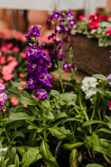 Fototapeta premium Close up of purple flowers at greenhouse