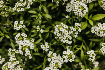 Close up of small white flowers surrounded by green leaves