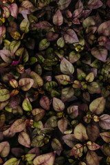 Close up of purple and green foliage fills entire frame