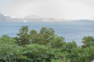 Fototapeta na wymiar Green foliage overlooking the Santorini cliffside