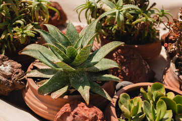 Close up of aloe vera plant in a terra cotta pot outside