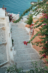 Bougainvillea growing over staircase on the coast of Oia
